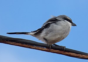 Desert Grey Shrike - Lanius x koenigi © John Muddeman